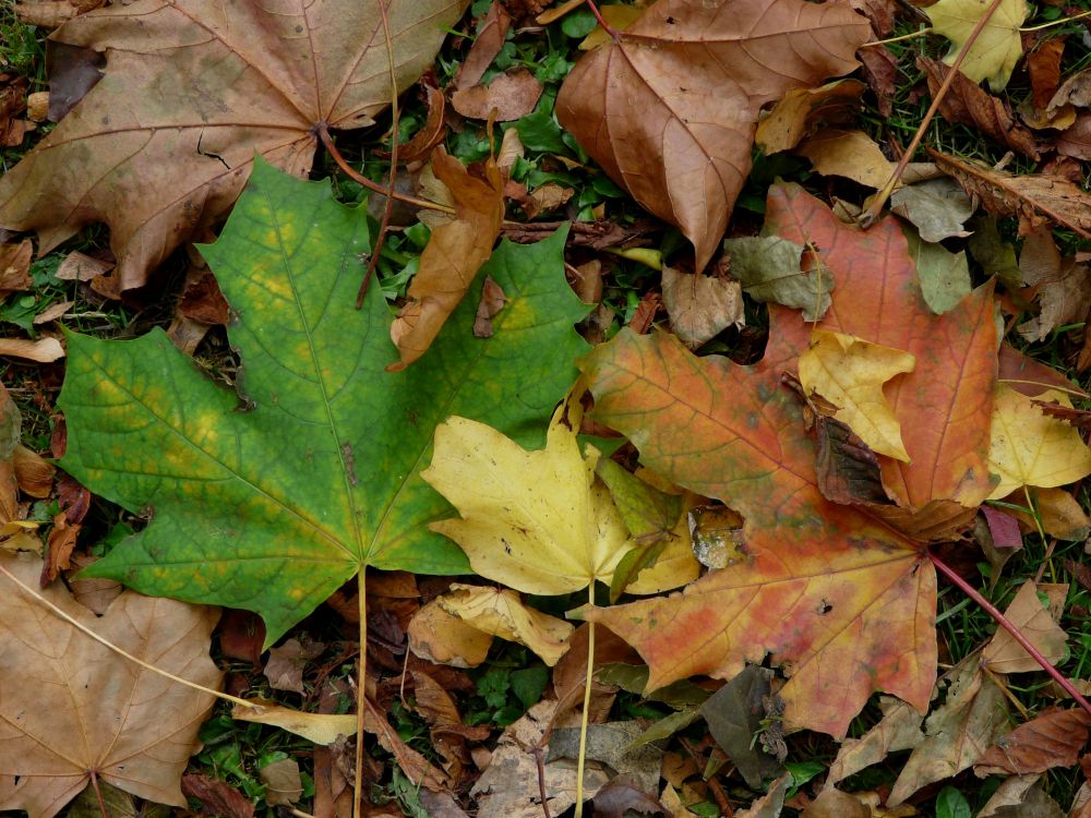Green and Brown Leaves on ground Photography