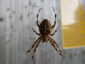 Big Fat Spider Photography