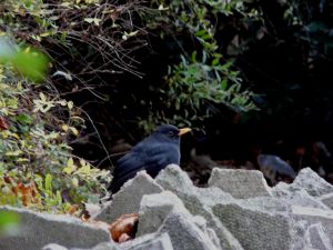 Common BlackBird Photo