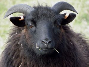 Black Sheep Photo