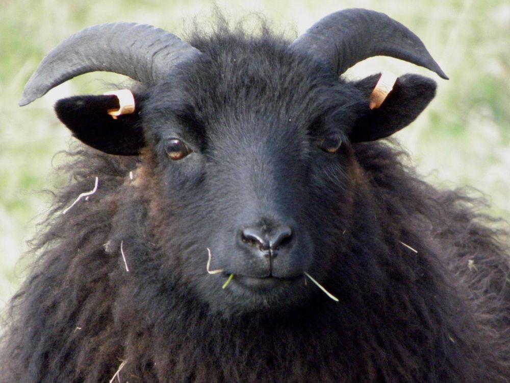 black-sheep-eating-grass.JPG