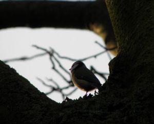 Blue Tit in Tree at Dusk Image