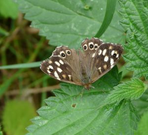 Butterfly Speckled Wood Photograph
