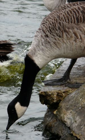 Canadian Goose Drinking Picture