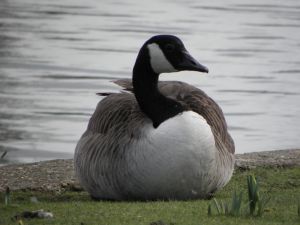Canadian Goose Resting Picture