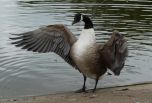 Canadian Geese Image