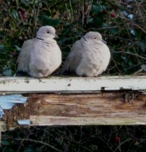 Cold Turtle Neck Doves Photo