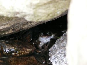 Common Frog Hiding Photo