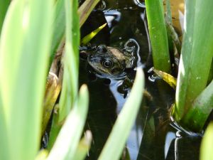 Common Frog In Reeds Picture