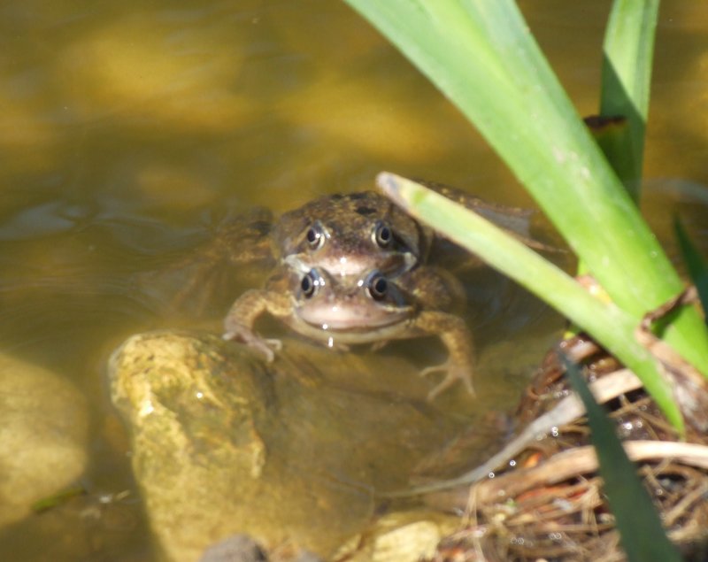 [http://www.fotoartglamour.com/pictures/common-frog-in-water.JPG]