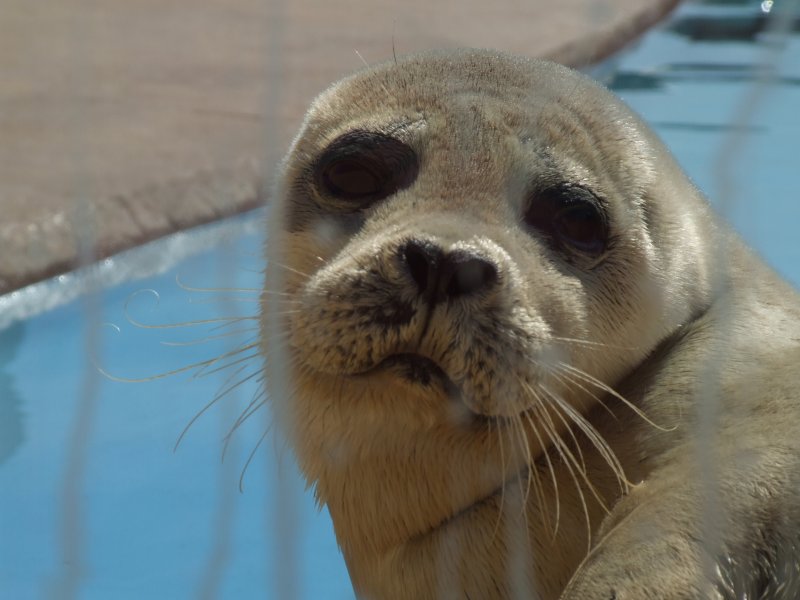 seal animal. Cute Seal Picture