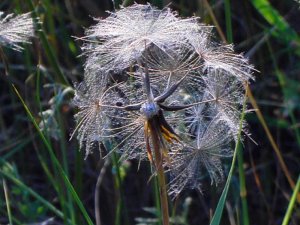 Dandelion Seed Head Picture
