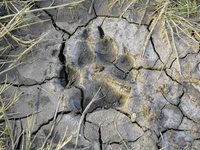 pictures of dogs. Picture of Dogs Paw Print in