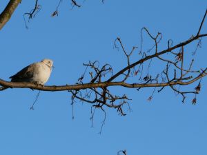 Dove on Tree Branch Photo