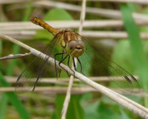 Dragonfly Picture
