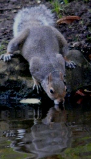 Drinking Gray Squirrel Photograph