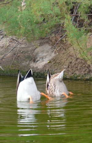 Two Duck Butt Picture