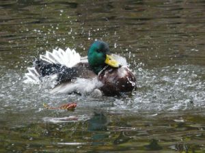 Duck Splash