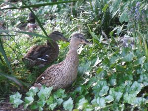 Ducks in the Undergrowth Image