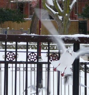 Flying Seagull in Snow  Photography