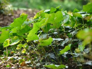 Fresh Green Ivy Photograph