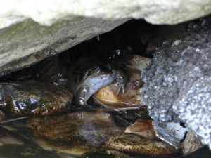 Frog Under Rock Photograph