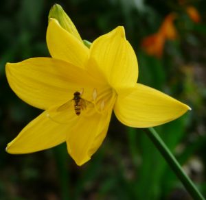Hoverfly on Yellow Flower Image
