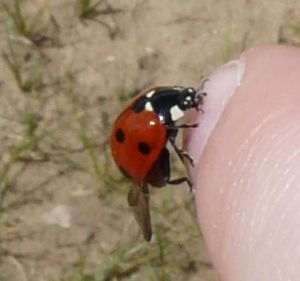 Ladybird on Finger Picture