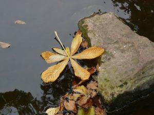 Leaf and Rock in Water Photography