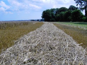 Line of Cut Hay Picture