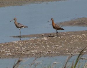 Long Billed Dowitcher Photo