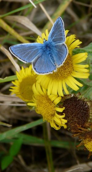 Male Common Blue Butterfly Image