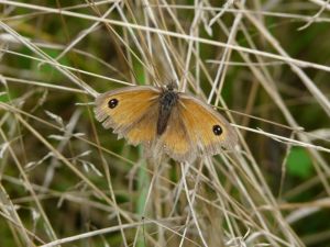 Meadow Brown Butterfly Photograph