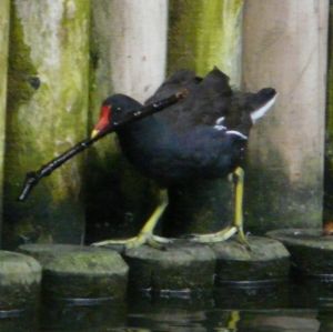 Moorhen Carrying a Stick Photo