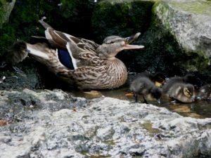 Mother Duck Photo