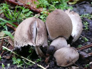 Mushroom Cluster Photo