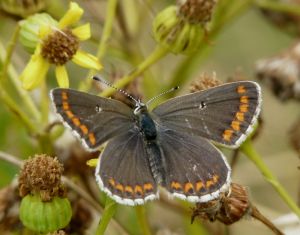 Northern Brown Angus Butterfly Photograph