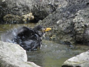 Old Blackbird Bathing Image