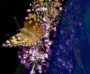 Painted Lady Butterfly Reflection Picture