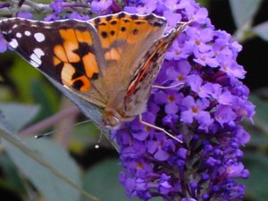 Painted Lady Butterfly Photograph on Butterfly Bush