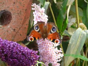 Peacock Butterfly On Pink Butterfly Bush Image