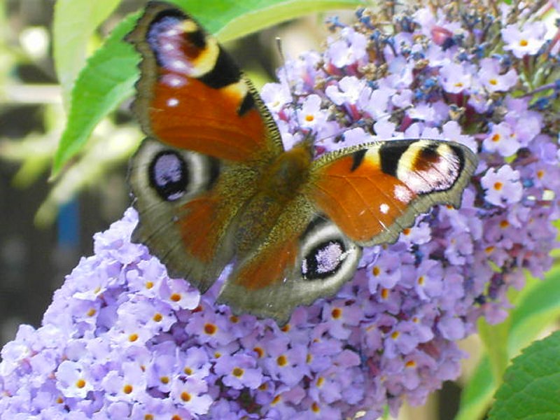 peacock butterflies