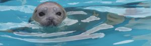 Peeking Seal