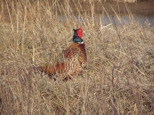 Pheasant in the Grass Image