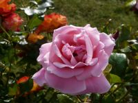 Pink Rose Photograph