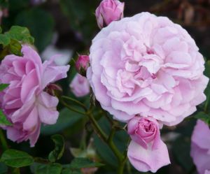 Pink Roses Photo