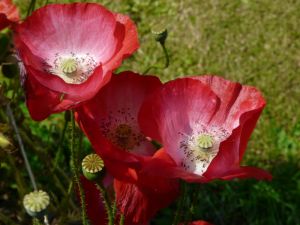 Red/Pink Poppy Heads Photograph