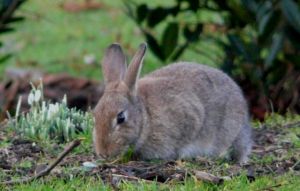 Rabbit Nibbling Grass Image