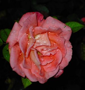 Rain Drops on Rose Photograph