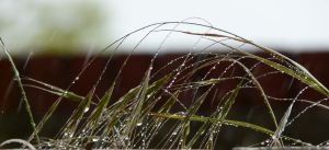Rain Drops On Grass Photograph